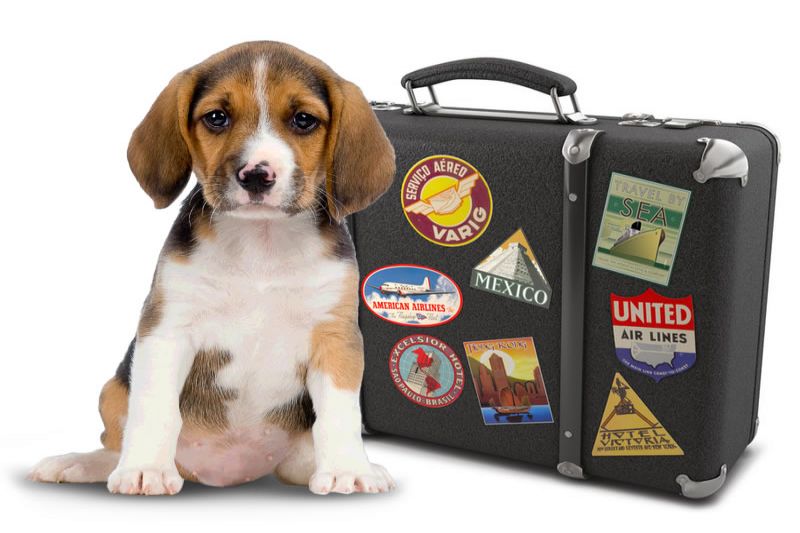 доставка домашних питомцев