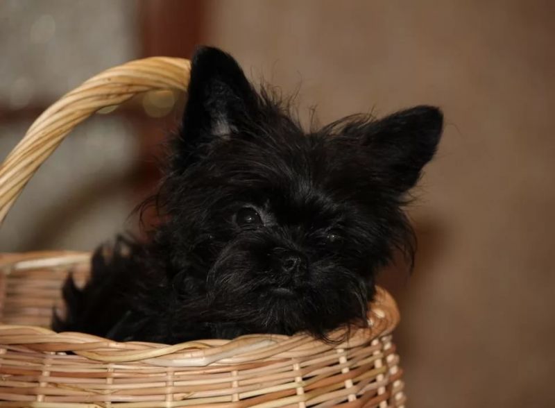 Аффенпинчер 