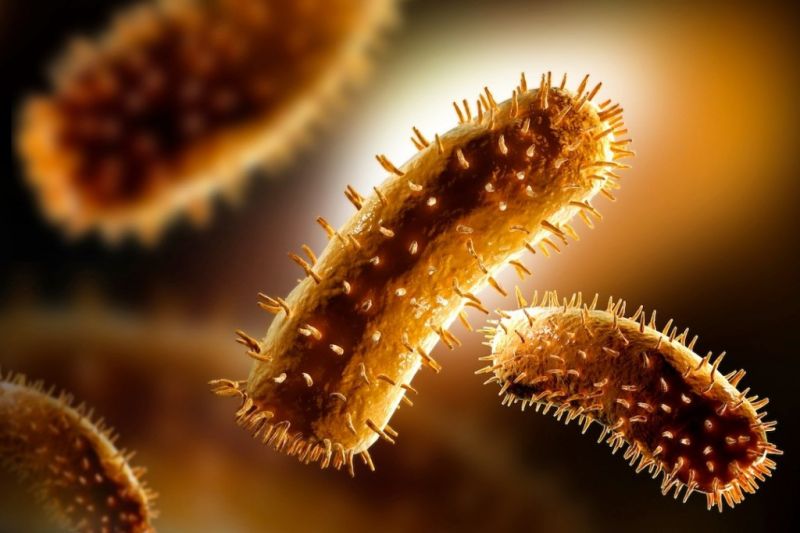 Вирус бешенства