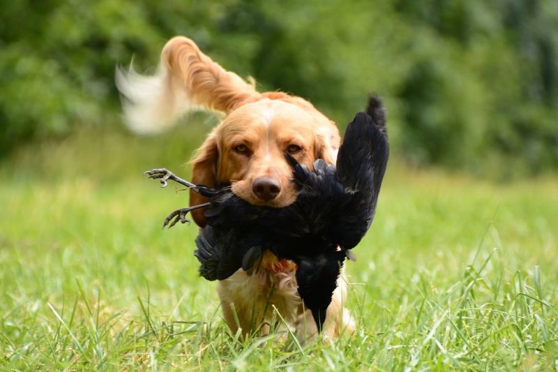 охота собака