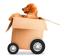 Доставка питомца