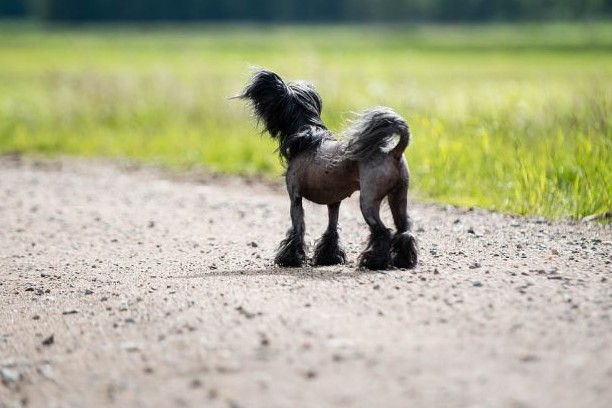 интересные факты китайская