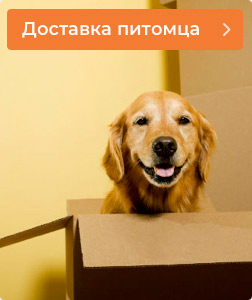 Доставка питомца