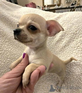 Фото №3. ЭКСТРА маленькие щенки чихуахуа.  Сербия