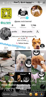 Фото №2 Гостиница для животных в Объединенных Арабских Эмиратах. Цена договорная. Объявление №145660