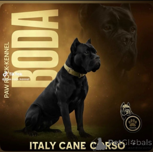 Фото №1 Услуга вязки - порода кане-корсо. Цена договорная