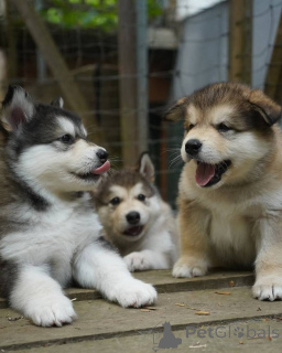 Фото №1. сибирский хаски - купить в Moskovskiy за 500₽. Объявление №155215