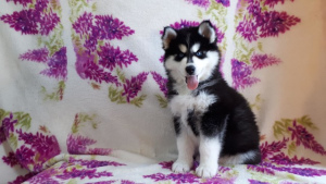 Фото №1. сибирский хаски - купить в Данилове за 23000руб. Объявление №1431