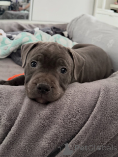 Фото №3. Щенки стаффордширского бультерьера готовы к работе. Забронируйте себе сейчас.  Чехия