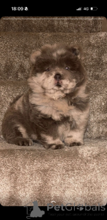 Фото №1.  - купить в Хайдусобосло за 31454₽. Объявление №161341