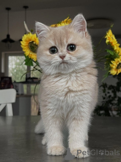 Фото №1. шиншилла кошка - купить в Бремен за договорная. Объявление №159475