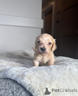 Фото №4. Продажа таксу в Тарту  - цена 31454₽