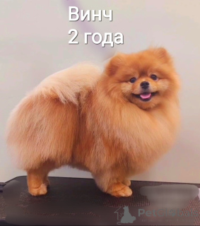 Фото №1 Услуга вязки - порода немецкий шпиц. Цена 30000₽