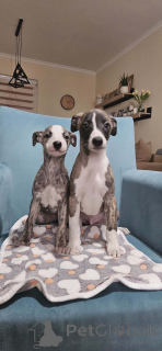 Фото №2 к объявлению №161486 о продаже салюки - купить в Сербии 