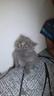 Фото №2 к объявлению №161390 о продаже британская короткошёрстная - купить в США частное объявление