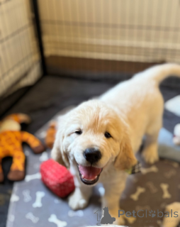 Фото №2 к объявлению №161336 о продаже  - купить в Грузии 