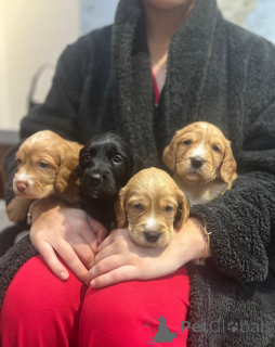 Фото №2 к объявлению №161334 о продаже английского кокер-спаниеля - купить в Финляндии 