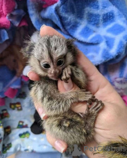 Фото №1.  - купить в Алленсбах за договорная. Объявление №165462
