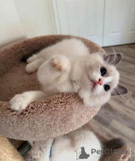 Фото №1. рэгдолл - купить в Мюнхене за 44528₽. Объявление №159052