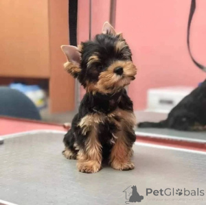 Фото №2 к объявлению №165317 о продаже йоркширского терьера - купить в Австрии заводчик