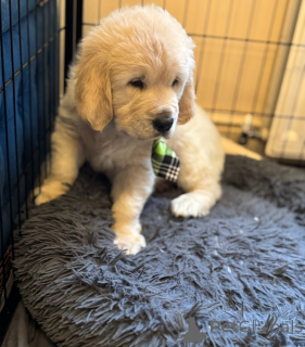 Фото №4. Продажа  в Stepantsminda  - цена 31454₽