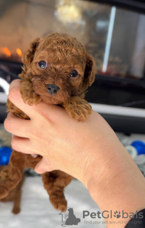 Фото №2. Товары для животных в США. Цена договорная. Объявление №129386