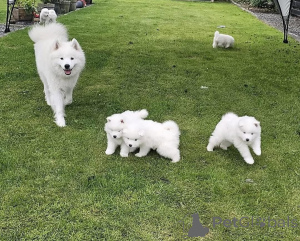 Фото №1. самоедская собака - купить в Плохой Кройзнек за договорная. Объявление №167340