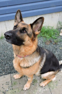 Фото №1. немецкая овчарка - купить в Флоренсвилл-Бристоле за Бесплатно. Объявление №878