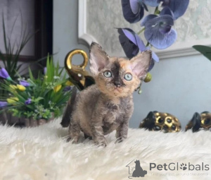 Фото №1. девон рекс - купить в Беннагейм за 32468₽. Объявление №178153