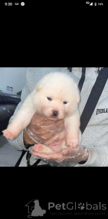 Фото №1. японский шпиц - купить в Биркенвердер за 31454₽. Объявление №161339