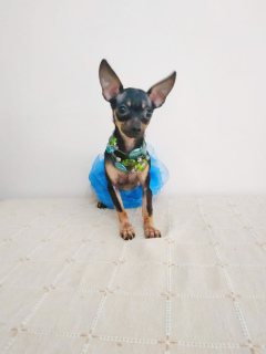 Фото №1. русский той - купить в Минске за 12727руб. Объявление №1334