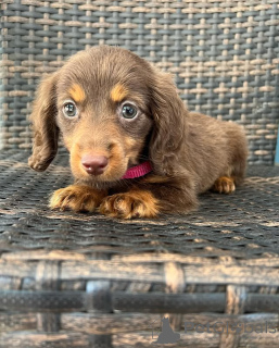 Фото №3. * Щенки такса, игривые и верные спутники * щенки такшвы известны своими в США