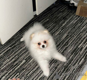 Фото №2 к объявлению №162597 о продаже померанского шпица - купить в Швейцарии частное объявление