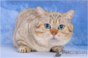 Фото №1 Услуга вязки - порода манчкин короткошёрстная. Цена 1₽