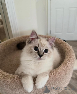 Фото №2 к объявлению №159052 о продаже рэгдолл - купить в Германии из приюта, заводчик