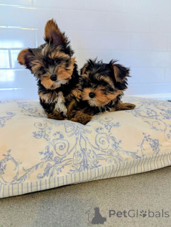 Фото №1. йоркширский терьер - купить в Анджелес за договорная. Объявление №167330