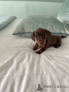 Фото №4. Продажа таксу в Манила частное объявление - цена договорная