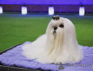 Фото №3. Щенки корейской мальтезе.  Чехия