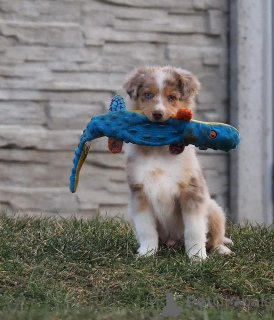 Фото №1. австралийская овчарка - купить в Клостернебург за договорная. Объявление №165327