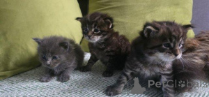 Фото №1. мейн-кун - купить в Антверпен за Бесплатно. Объявление №160244