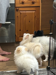 Фото №1. померанский шпиц - купить в Берне за 46384₽. Объявление №162597