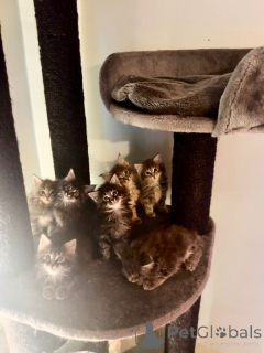 Фото №1. мейн-кун - купить в Чикаго за 62908₽. Объявление №161387