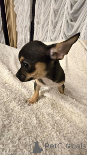 Фото №3. Чихуахуа.  Сербия