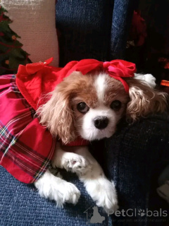 Фото №2. Товары для животных в США. Цена 40441₽. Объявление №164769