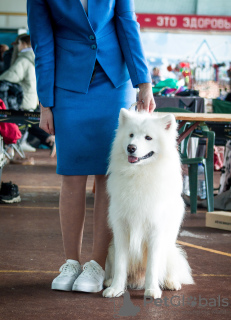 Фото №2. Услуга хендлера в Беларуси. Цена договорная.  Объявление №41076