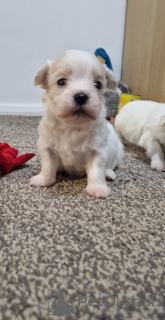 Фото №3. Бишон Гаванезе!.  Греция