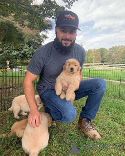 Фото №1. золотистый ретривер - купить в Малулос за договорная. Объявление №167334