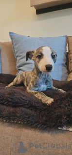 Фото №4. Продажа салюки в Бачка-Паланка  - цена договорная