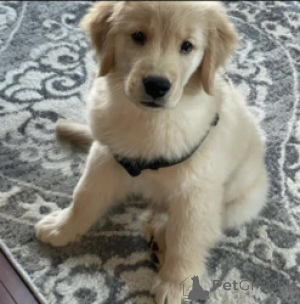 Фото №1. золотистый ретривер - купить в Антверпен за Бесплатно. Объявление №165258