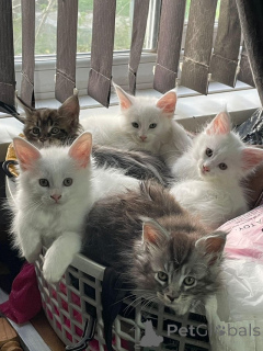 Фото №1. мейн-кун - купить в Берне за 27830₽. Объявление №160246